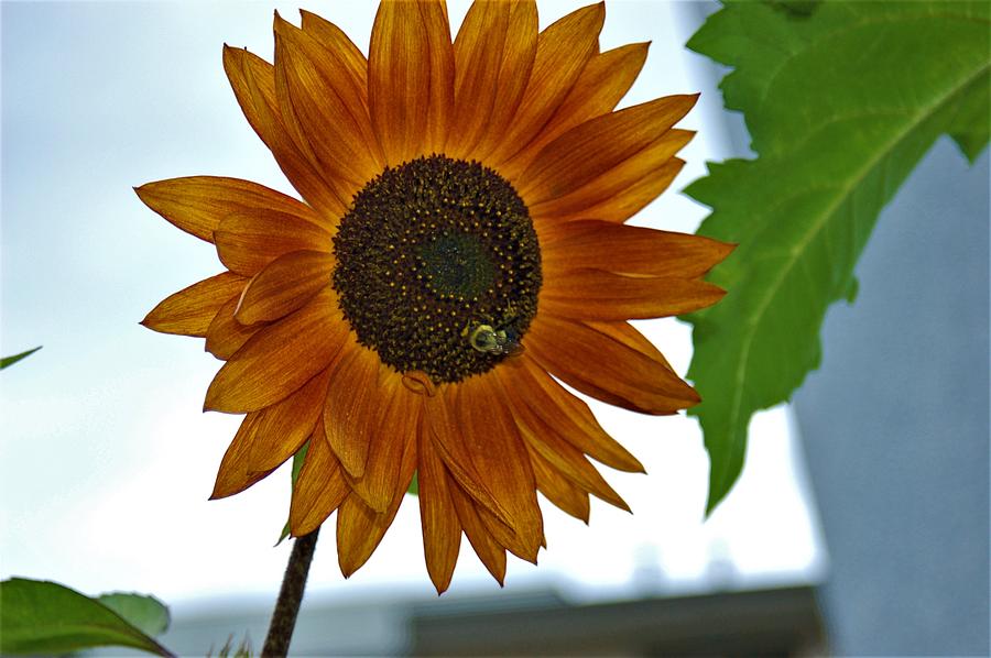 Bee on Sunflower Photograph by James Cousineau