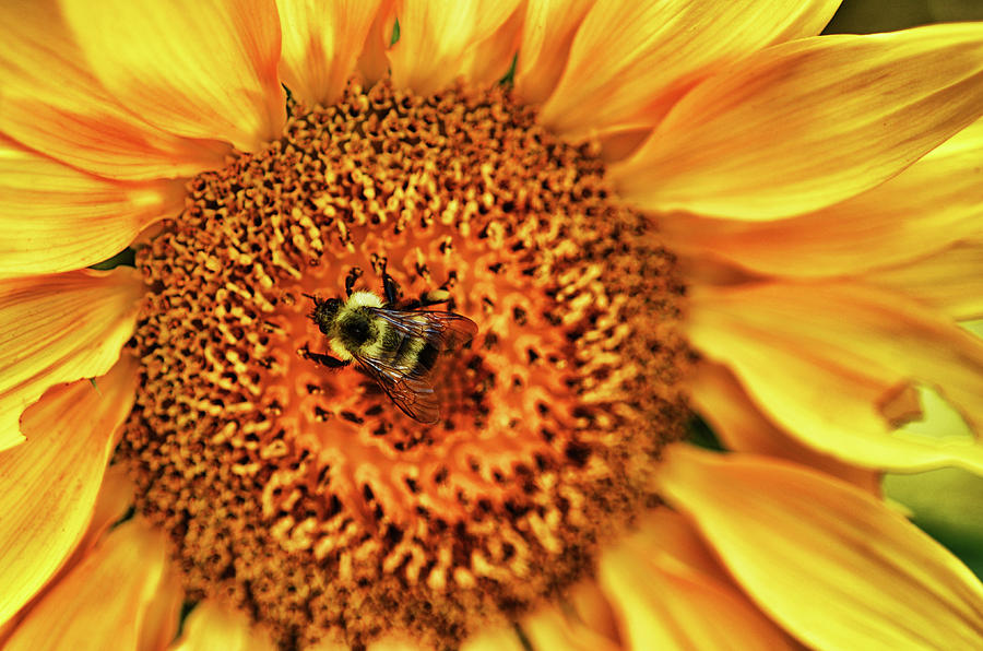 Bee on Sunflower Photograph by Karen Cox