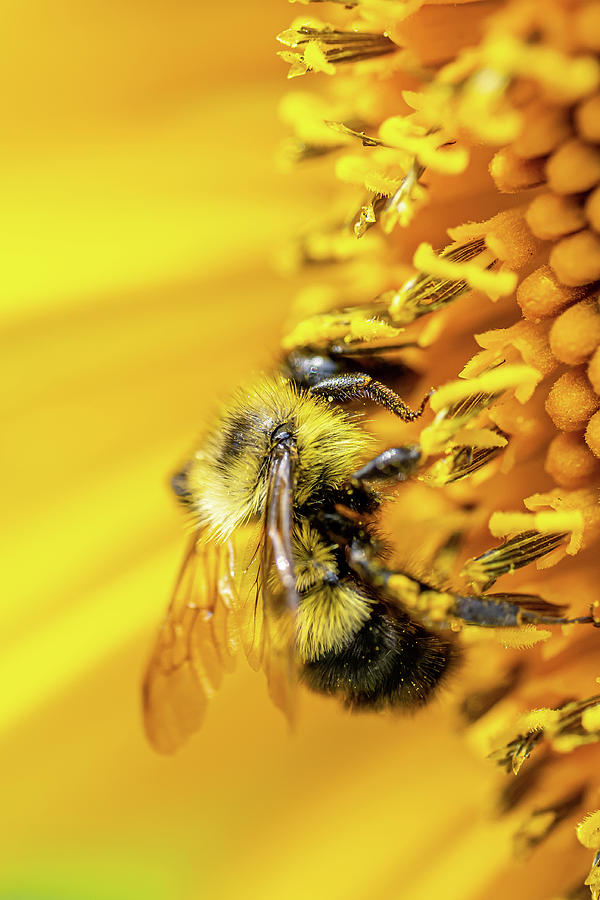 Bee On Sunflower Photograph by Paul Freidlund