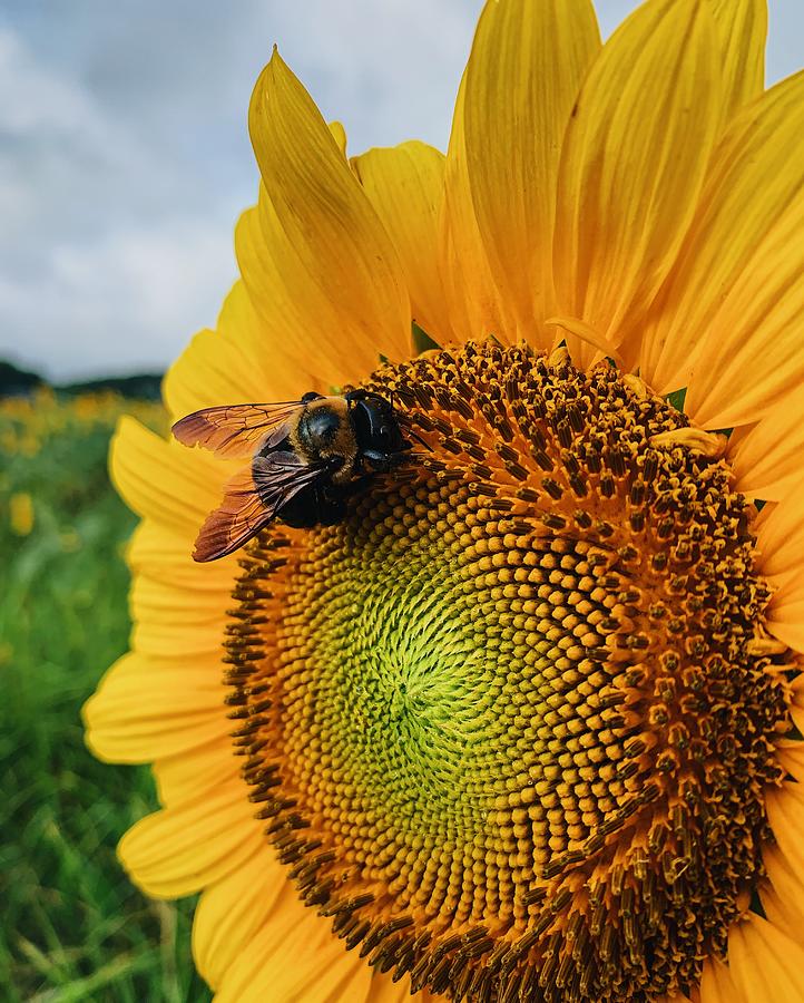 Bee on Sunflower  Photograph by Rick Nelson