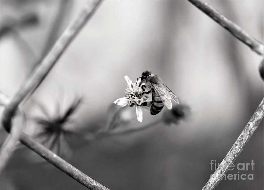 Bee on the other side Photograph by Mesa Teresita
