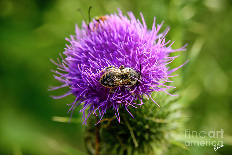 Bee On Thistle Photograph