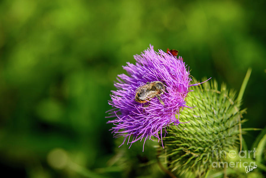 Bee On Thistle II Photograph