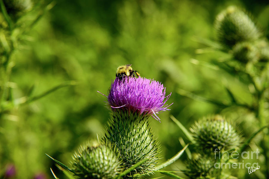Bee On Thistle V Photograph