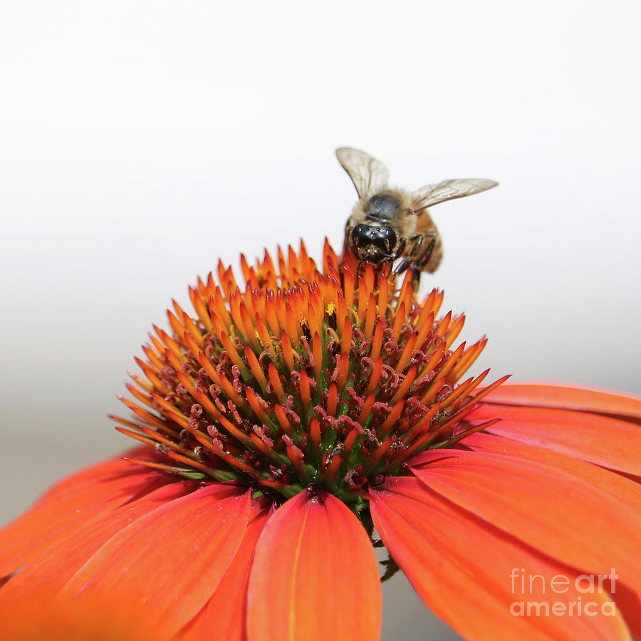 Bee on Top Photograph by Carol Groenen