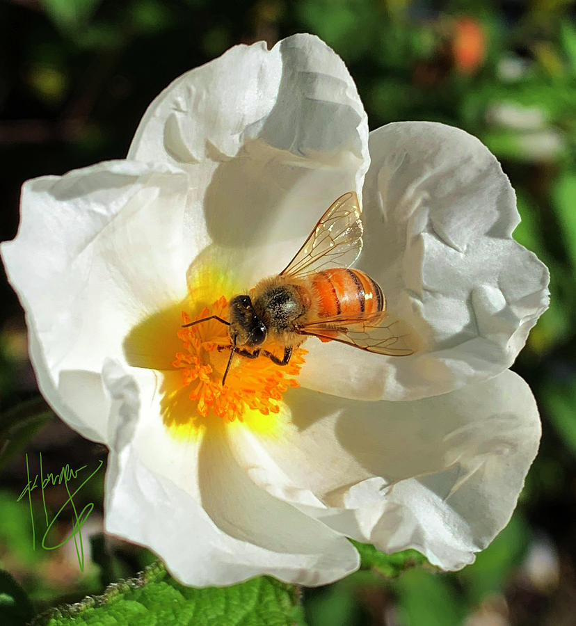 Bee on White Flower Photograph by DC Langer