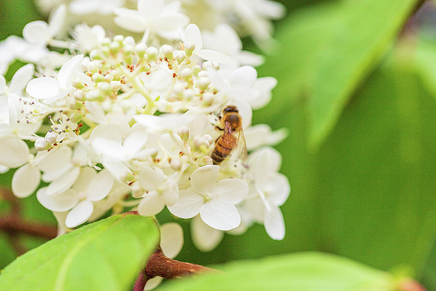 Bee on White Flowers Photograph by Amelia Pearn