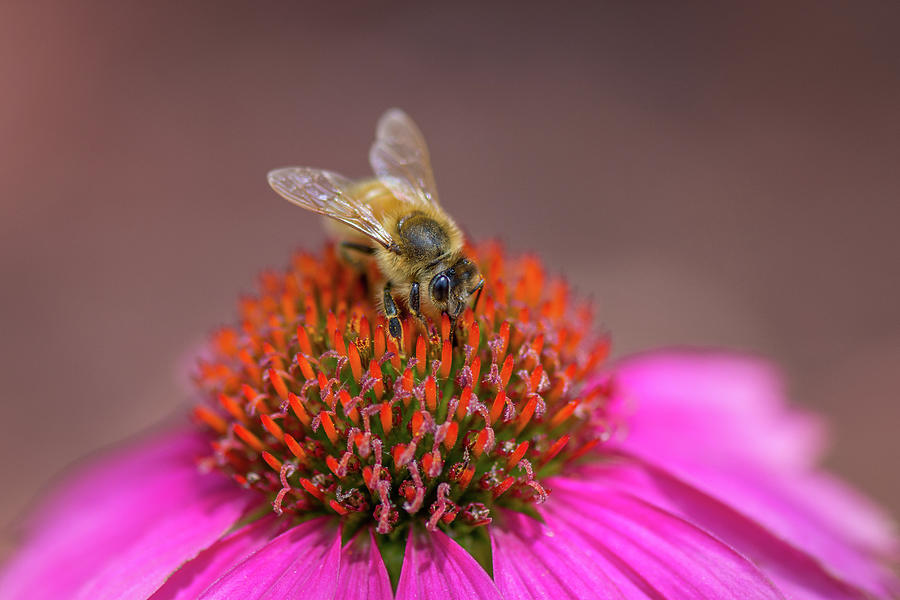 Flower Photograph - Bee on Wild Berry Coneflower by Debra Martz