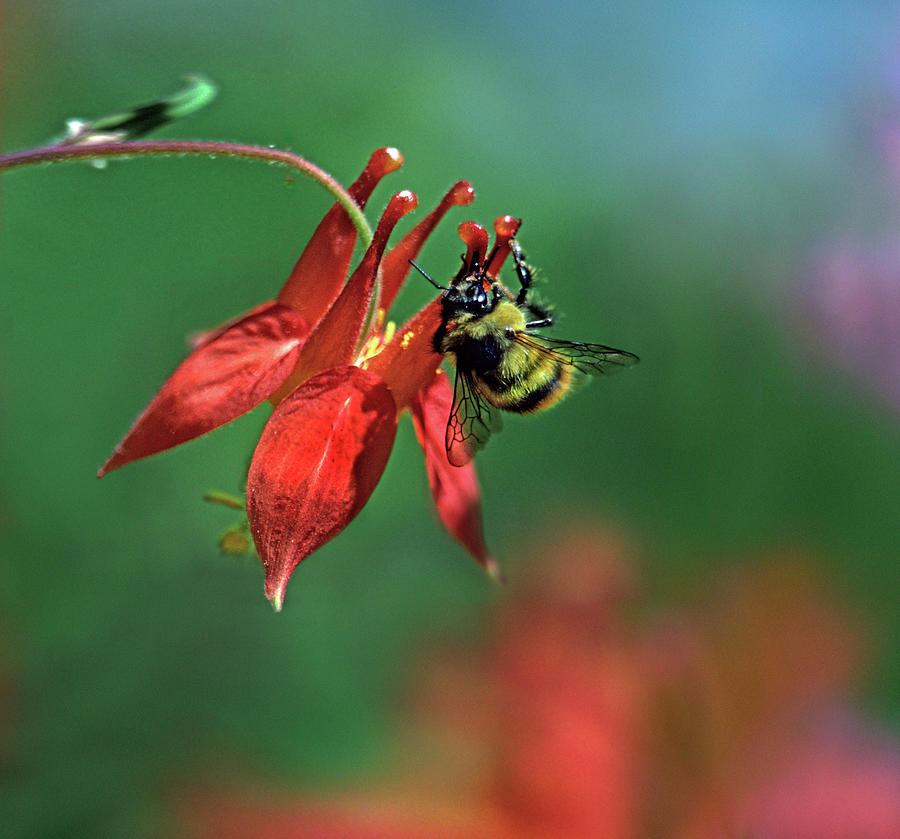 Nature Photograph - Bee on Wild Columbine by Tim Fitzharris