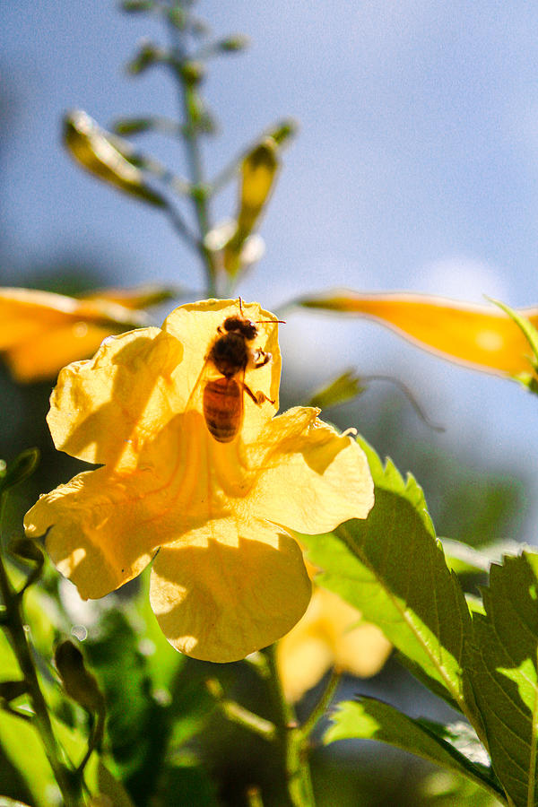 Bee on Yellow Bells Photograph by W Craig Photography