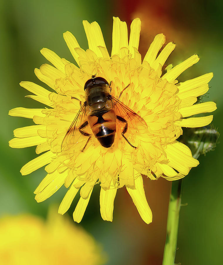 Bee on Yellow Flower Photograph by Flinn Hackett