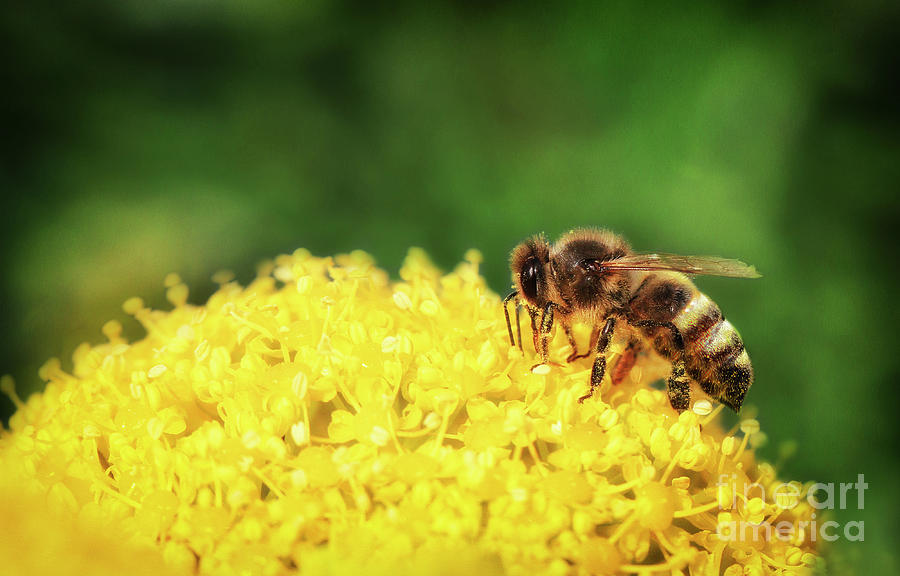 Bee on yellow flower in Spring - Nature photo Photograph by Stephan Grixti