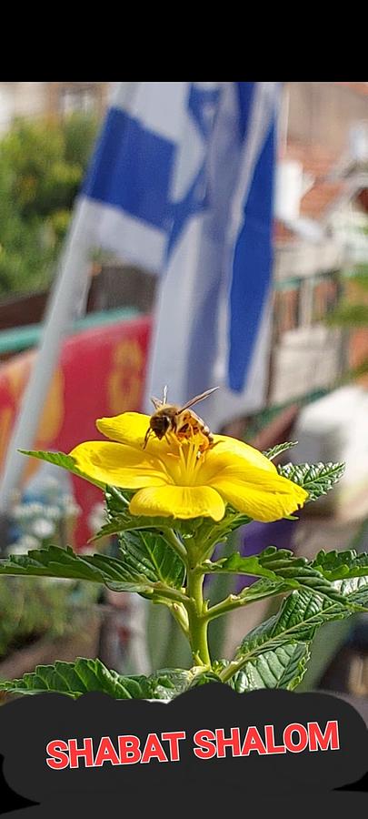 Bee on yellow flower  Photograph by Moshe Harboun