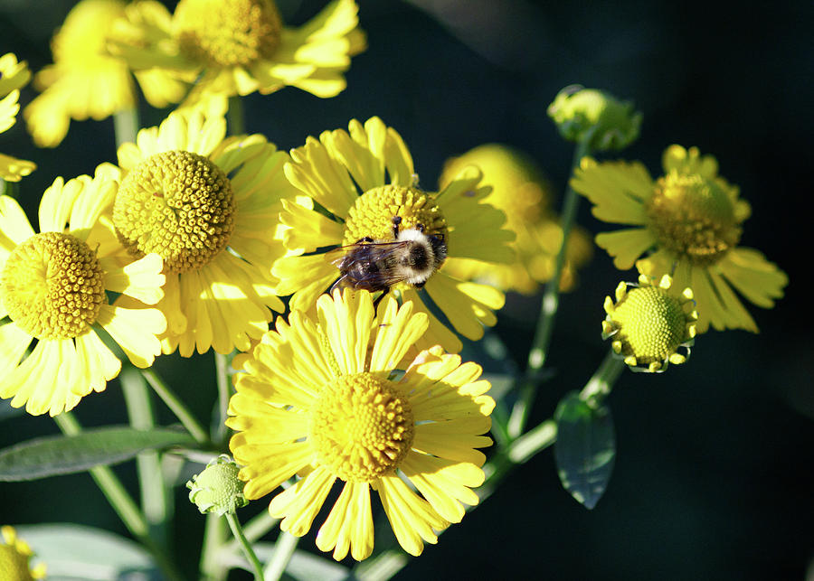 Bee on Yellow Flowers Photograph by Amelia Pearn