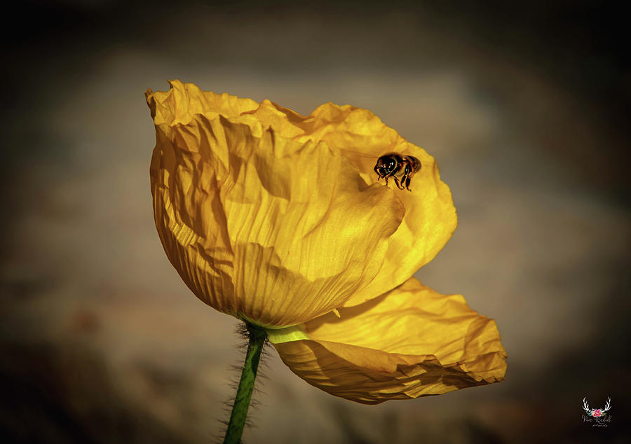 Bee on Yellow Poppy Photograph by Pam Rendall