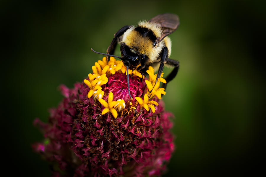 Bee on Zinnia Photograph by Carrie Hannigan
