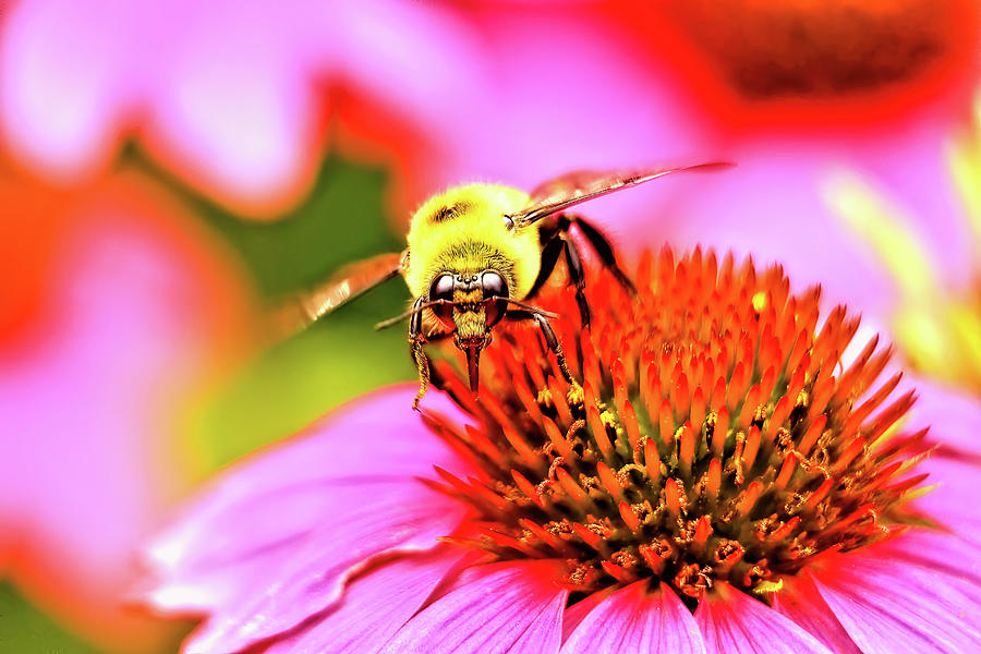 Bee On Zinnia Photograph by Geraldine Scull | Fine Art America