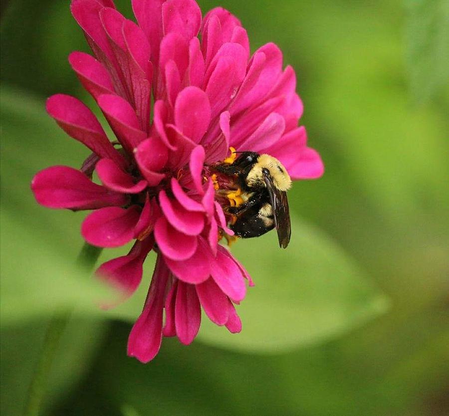 Bee on Zinnia Photograph by LittleLadyPhotography Alley | Fine Art America