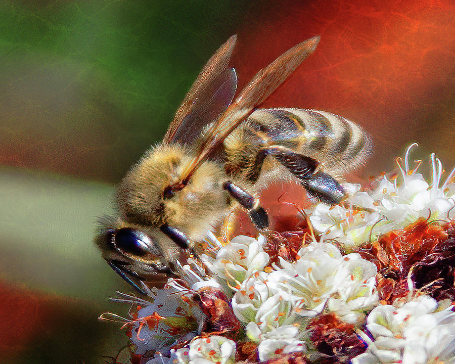 Bee Or Not To Bee Photograph by Jerry Cowart