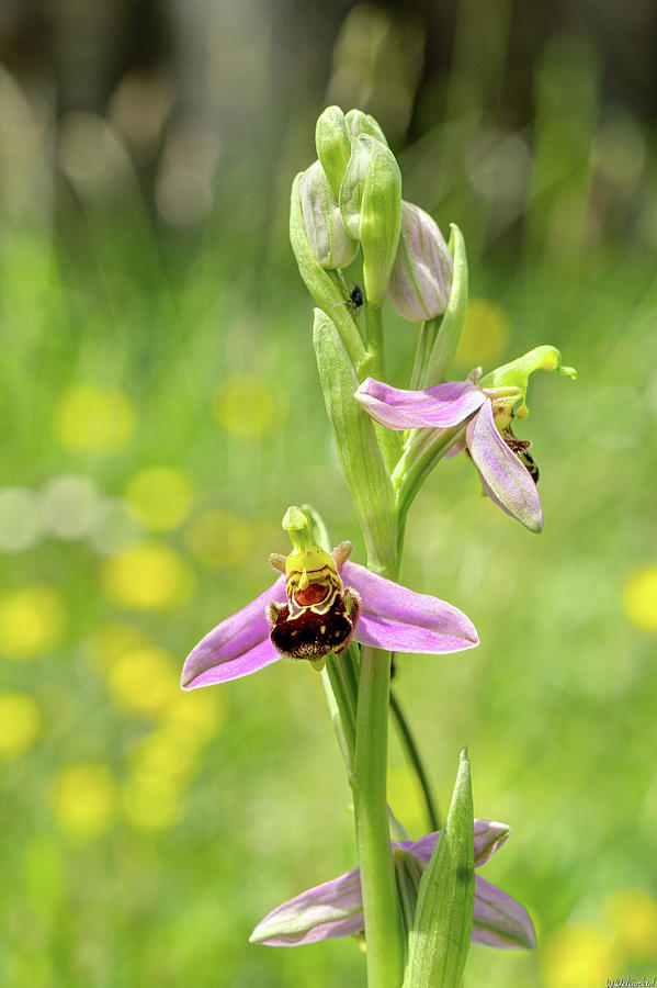 Bee Orchid 01 Photograph by Weston Westmoreland
