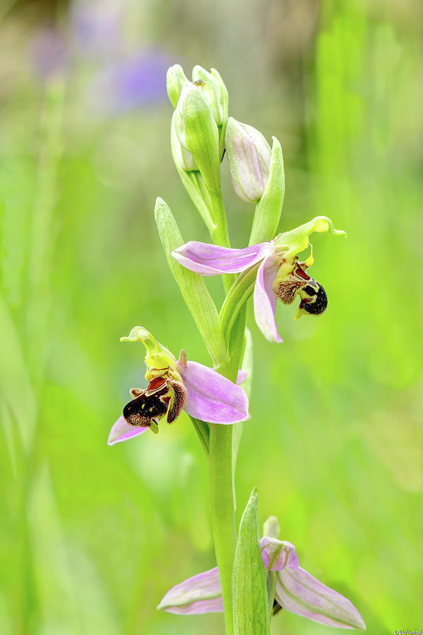 Bee Orchid 02 Photograph by Weston Westmoreland