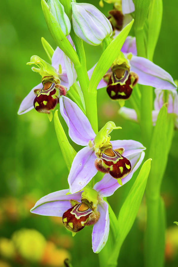 Bee Orchid Flowers 01 Photograph