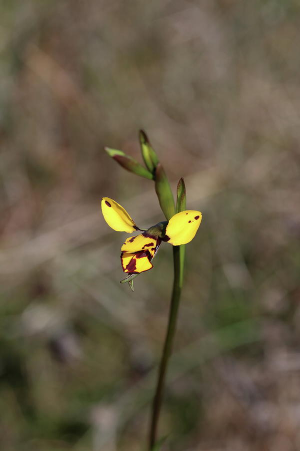 Bee Orchid Photograph