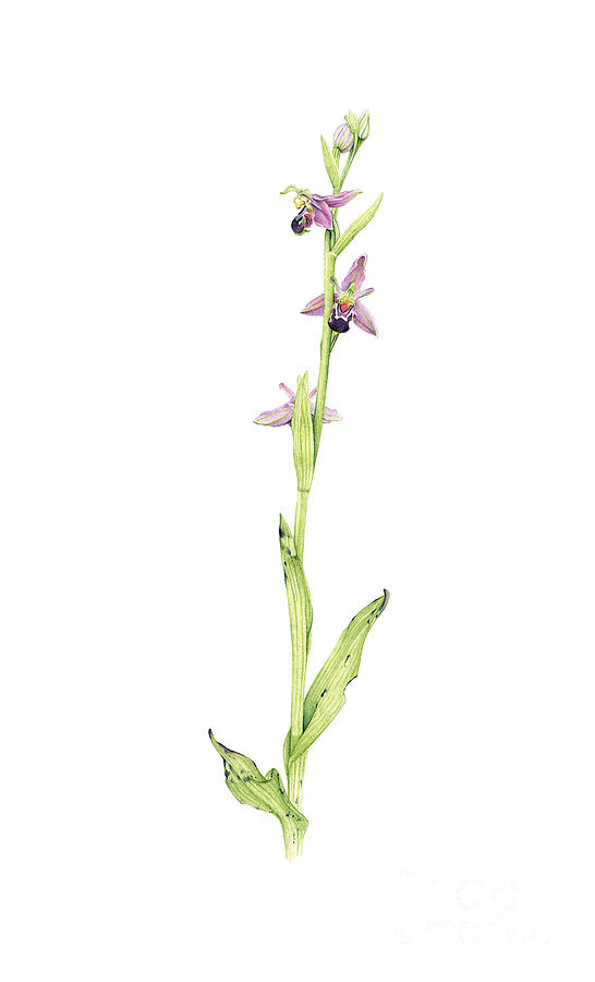 Bee Orchid Drawing by Sarah Stribbling - Fine Art America