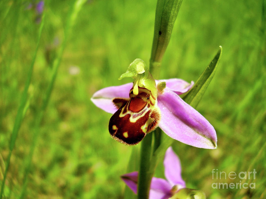 Bee Orchid Photograph by Stephen Farhall - Fine Art America