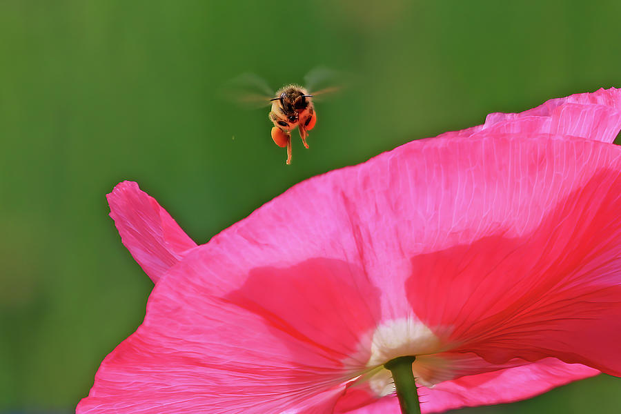 Bee over a Pink Poppy Flower Photograph by Shixing Wen