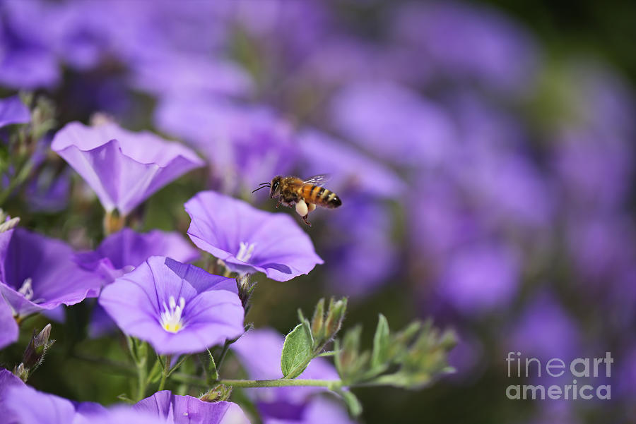 Bee Over Convolvulus Flowers Photograph by Joy Watson
