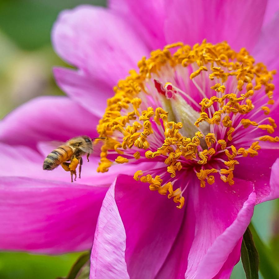 Bee Over Pink Peony Photograph by Susan Rydberg