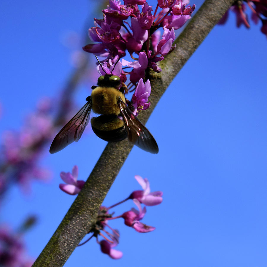 Bee Photograph