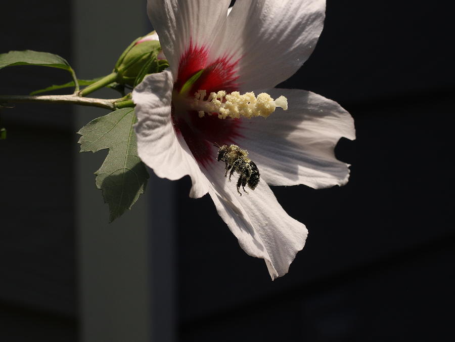Bee pollen collector Digital Art by Kathleen Illes