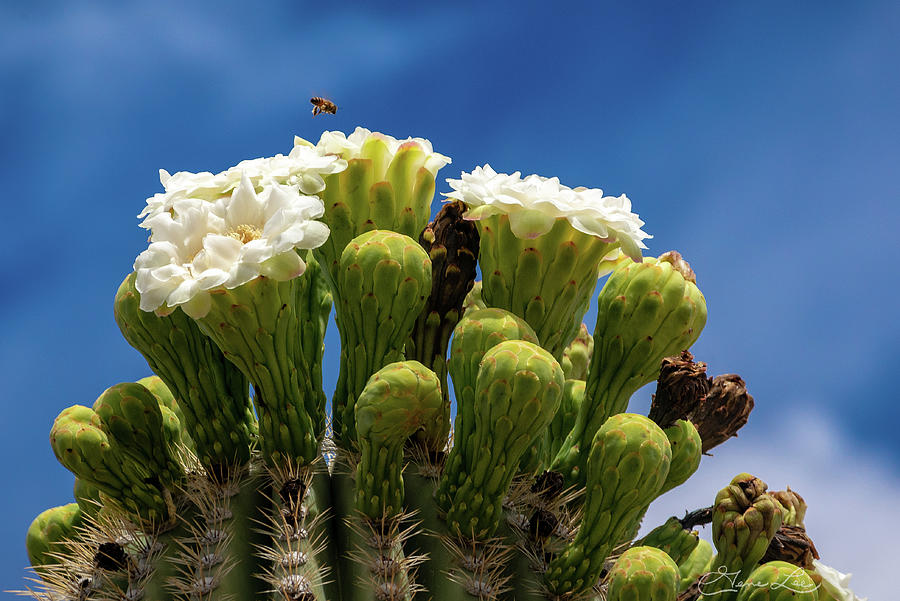 Bee Pollenating a Saguaros Flower Photograph by Gene Lee