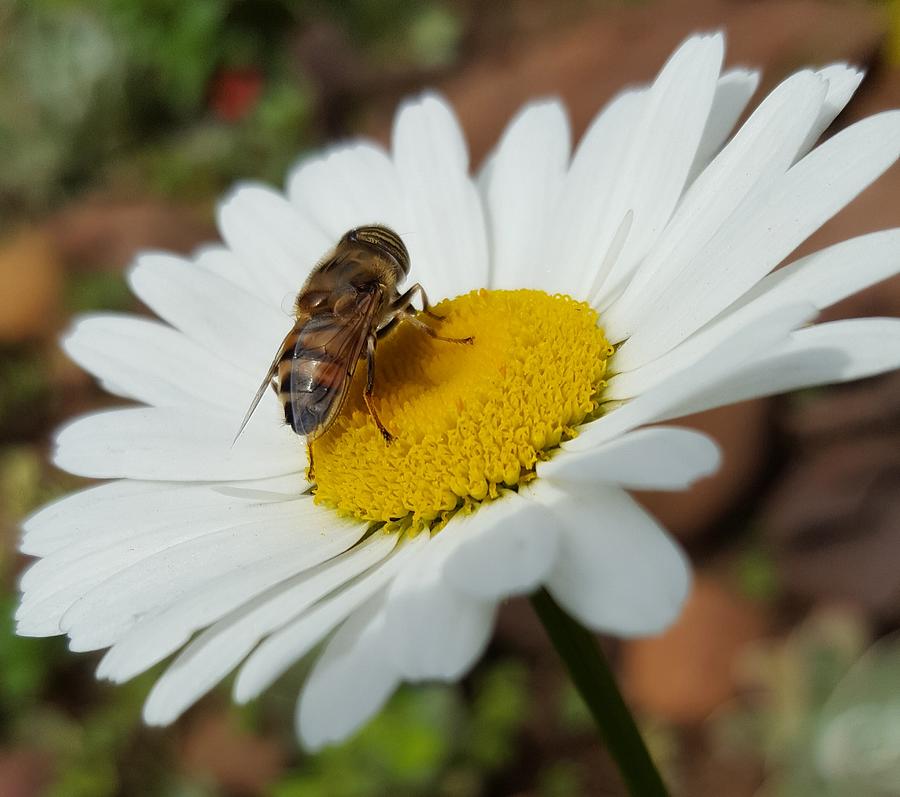 Bee Pollinating Daisy Photograph by Loraine Yaffe
