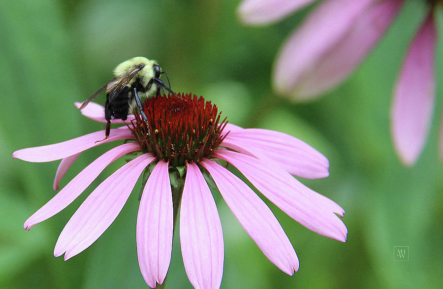 Bee Pollinating Echinacea Flowers Photograph by Yvonne Wright