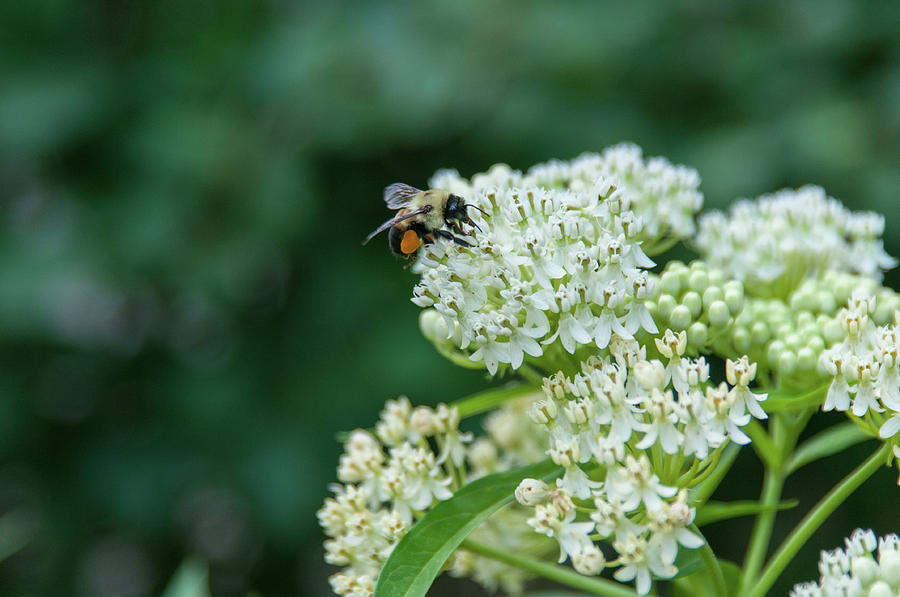 Bee Pollinating Flower Photograph by John Quinn