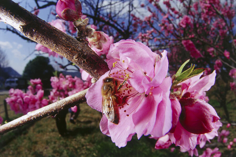 Bee pollinating pink Azalea, close-up Photograph by Dex Image