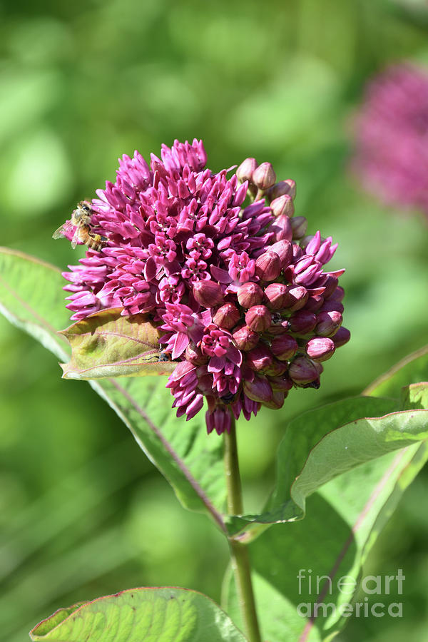 Bee Pollinating Pink Common Milkweed Flower Blossom Photograph By ...