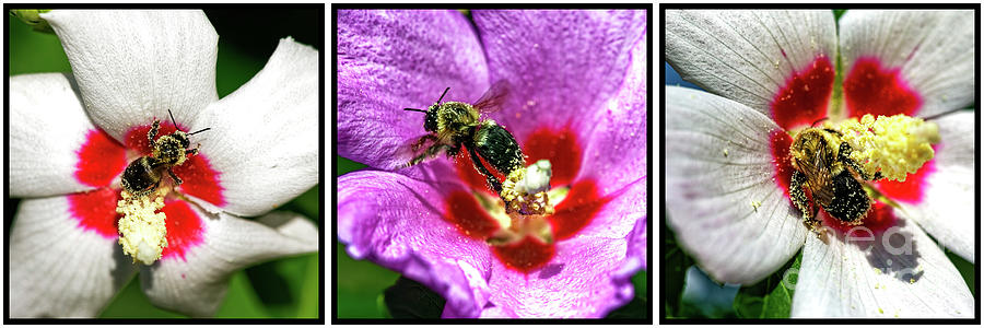 Bee Pollination Triptych Photograph by John Rizzuto