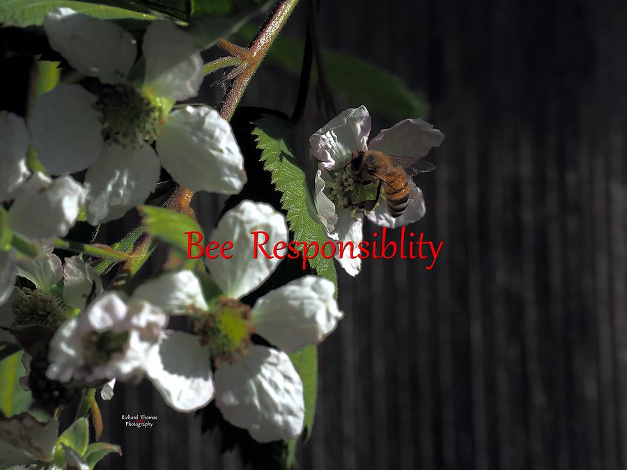 Bee Responsibility Photograph by Richard Thomas