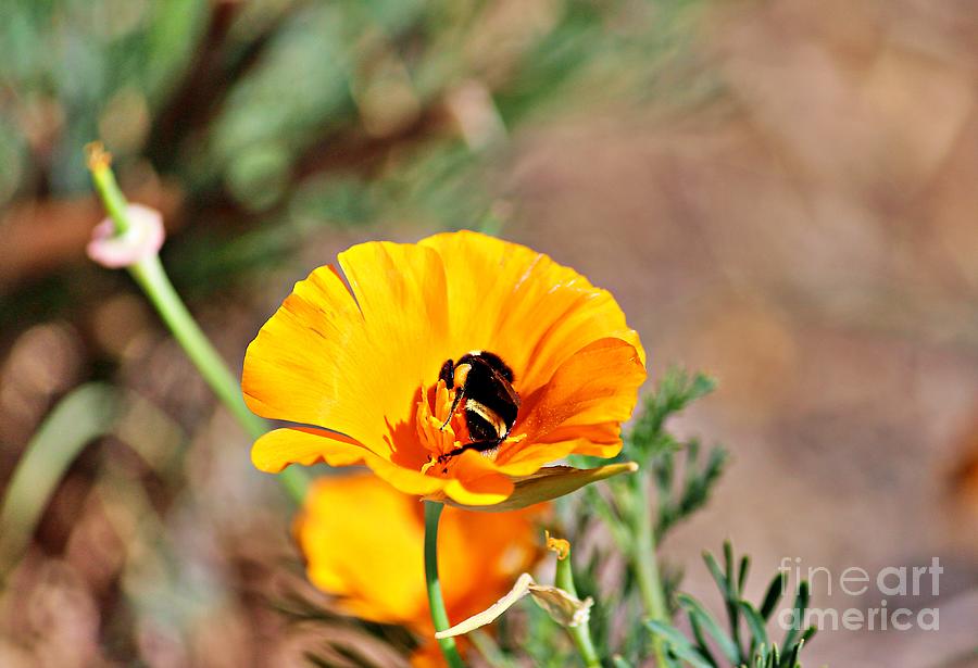 California Poppy Photograph - Bee Searching for Pollen in a Poppy by Martha Sherman