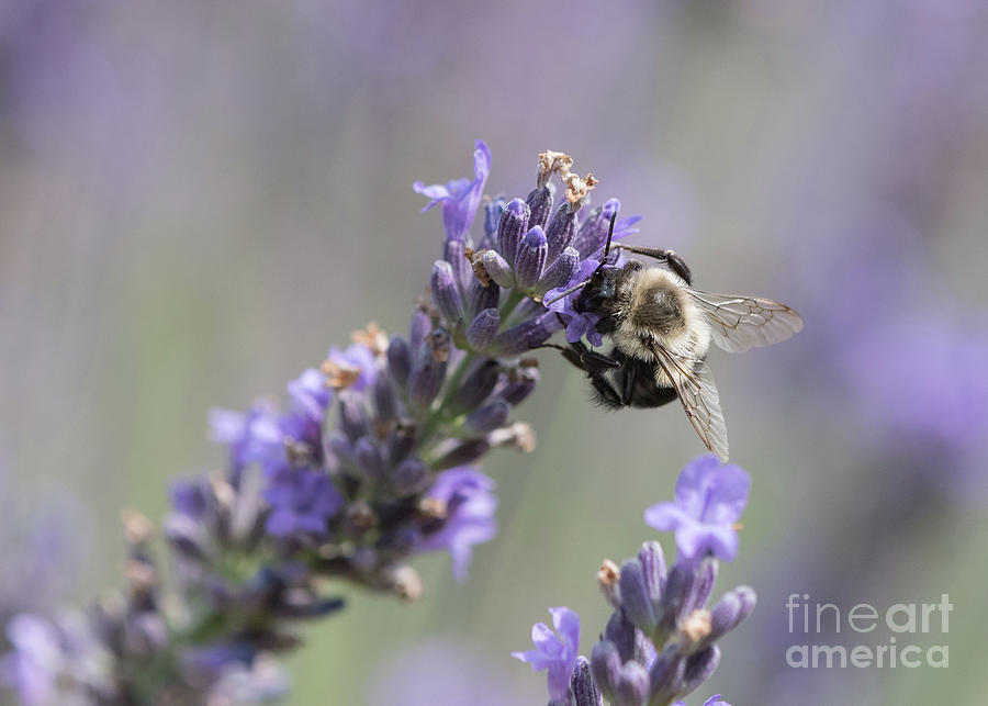 Bee Sideways on Lavender Photograph by Lorraine Cosgrove
