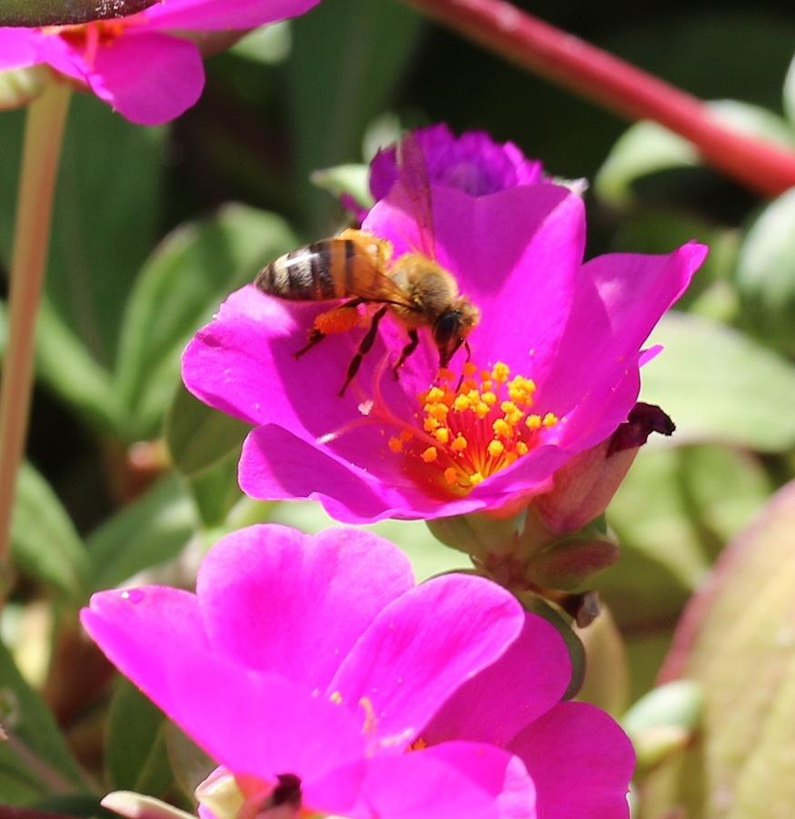 Bee Sipping Nectar in September at the Dallas Arboretum Photograph by ...