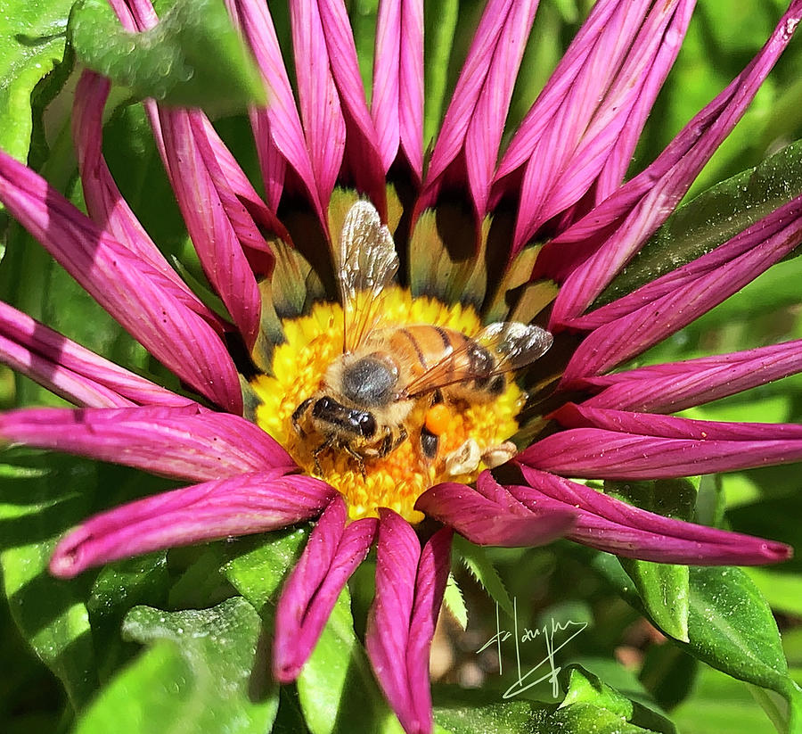 Bee Sitting In a Flower Photograph by DC Langer