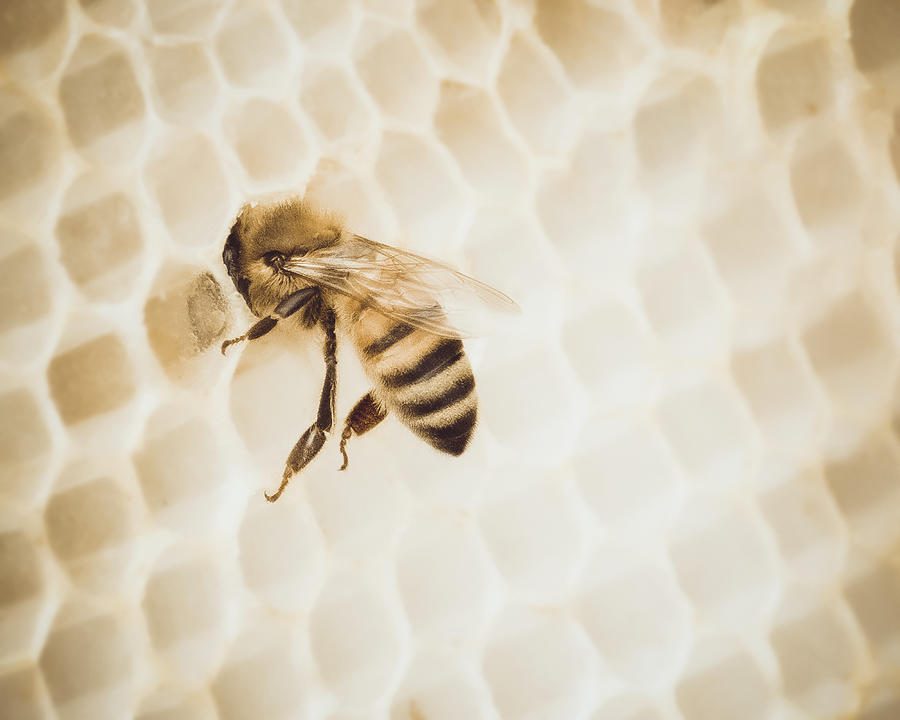 Bee Snack Photograph