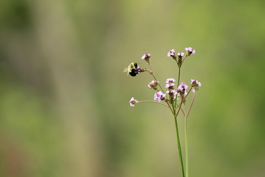 Bee Snacking Photograph by Cheyenne Krynauw - Fine Art America