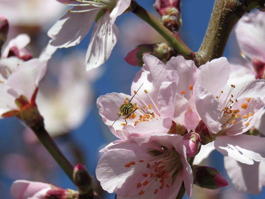 Bee Still My Heart 1 - Almond Blossoms and Bee - Floral Photographic Art Photograph by Brooks Garten Hauschild
