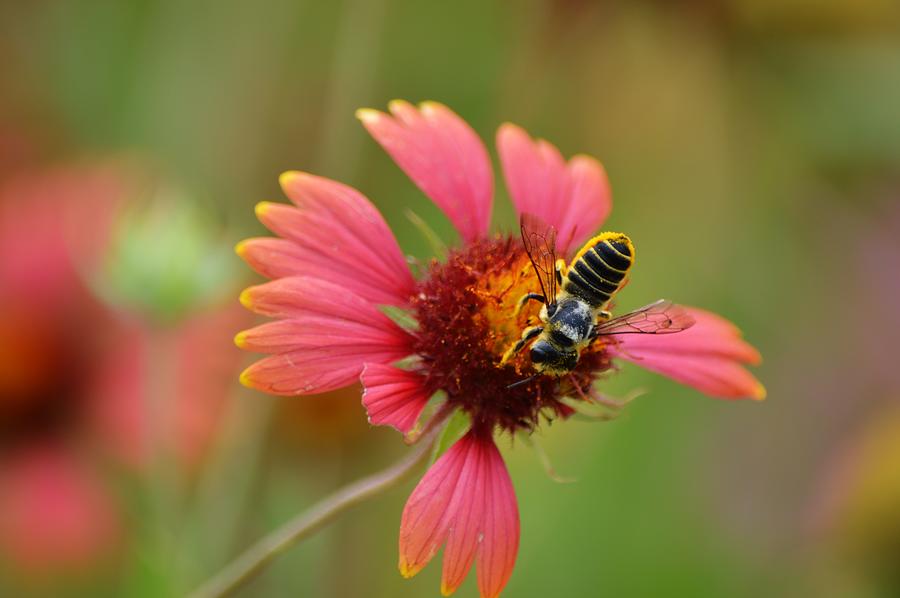 Bee Still on Firewheel Flower Photograph by Gaby Ethington
